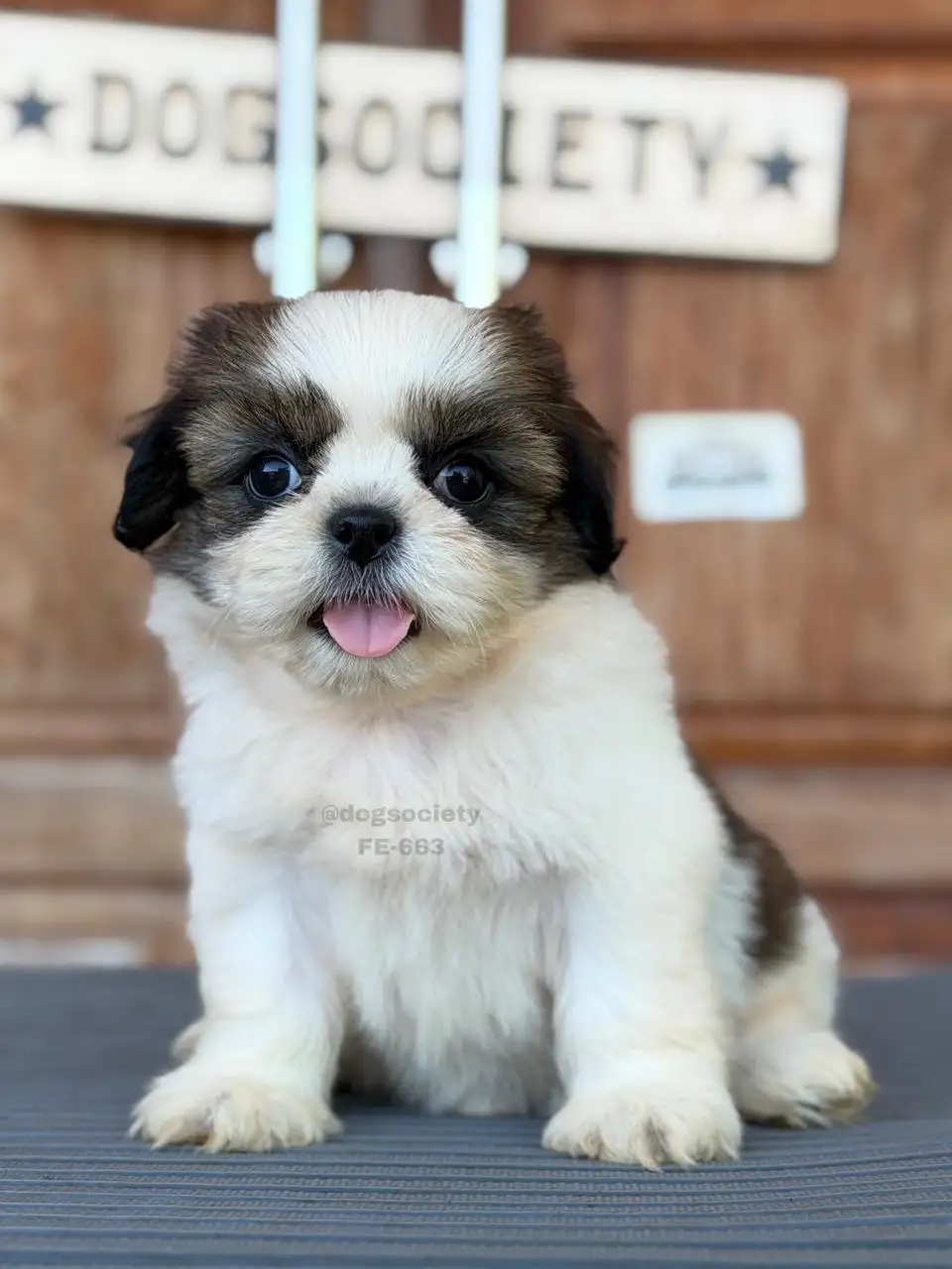 Shihtzu female 663