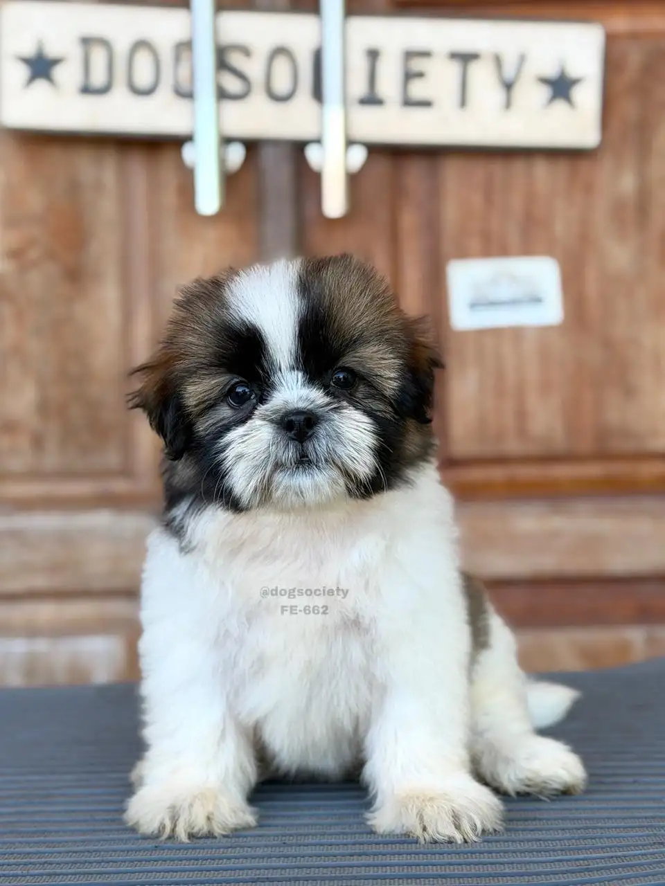 Shihtzu female 662
