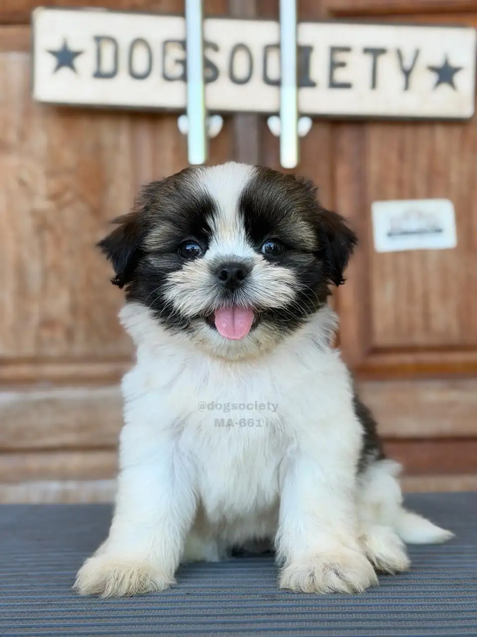 Shihtzu male 661
