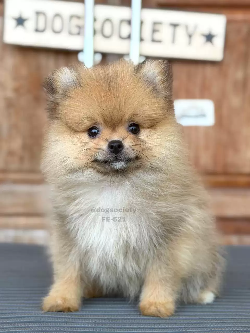Pomeranian German Spitz female 521