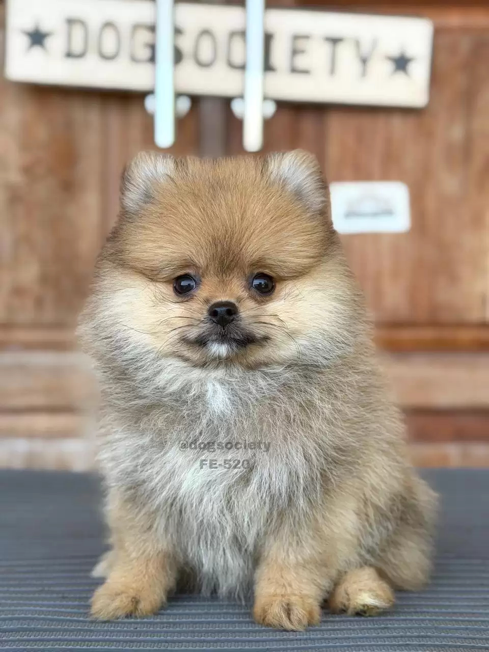 Pomeranian German Spitz female 520