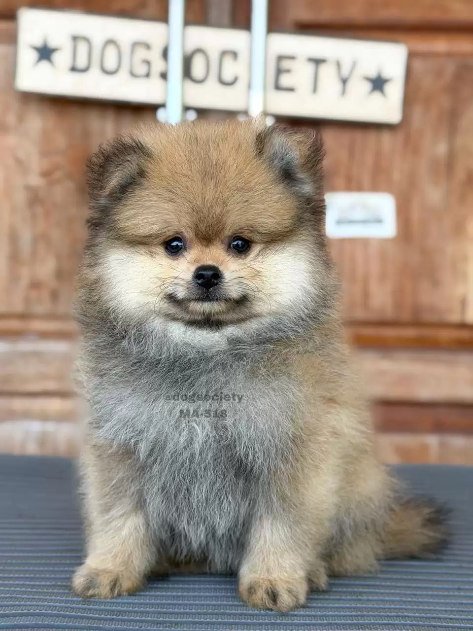 Pomeranian German Spitz male 518