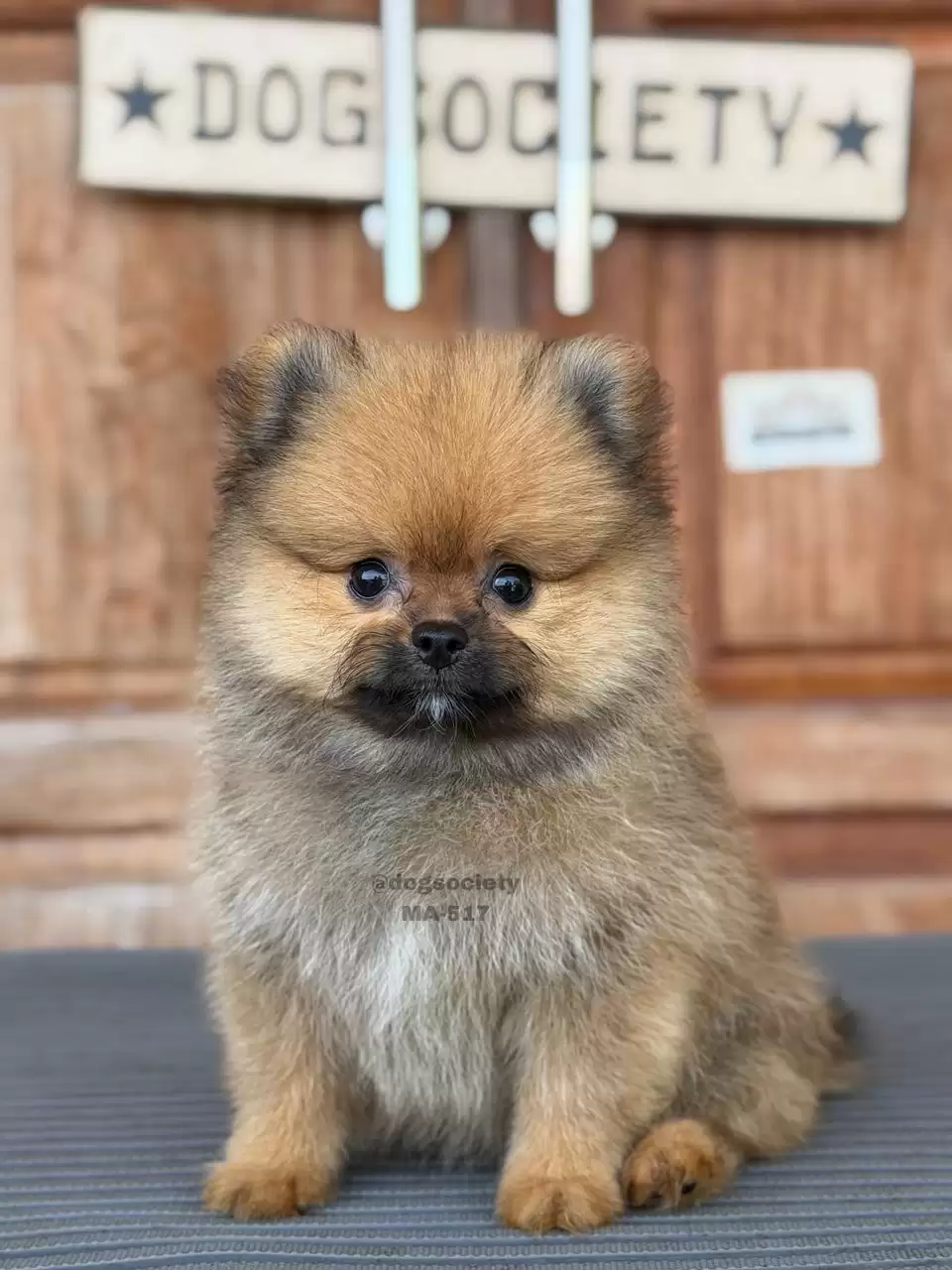 Pomeranian German Spitz male 517