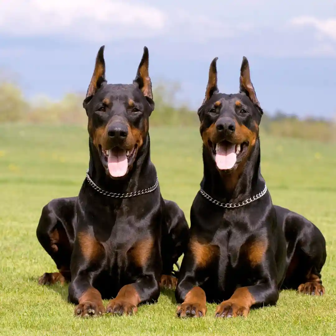 Special Instruction untuk Doberman