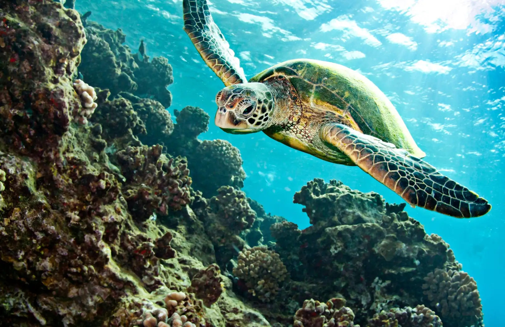 Glass Bottom Boat + Turtle Island