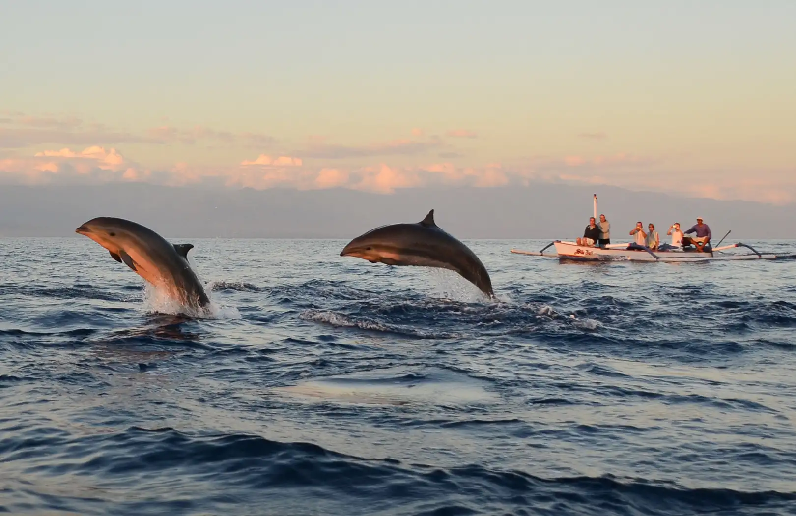 Lovina Dolphin Watching Experience