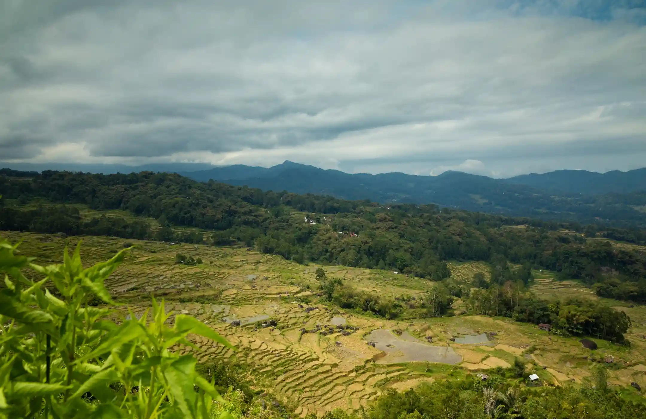 Toraja Nature & Culture Escape