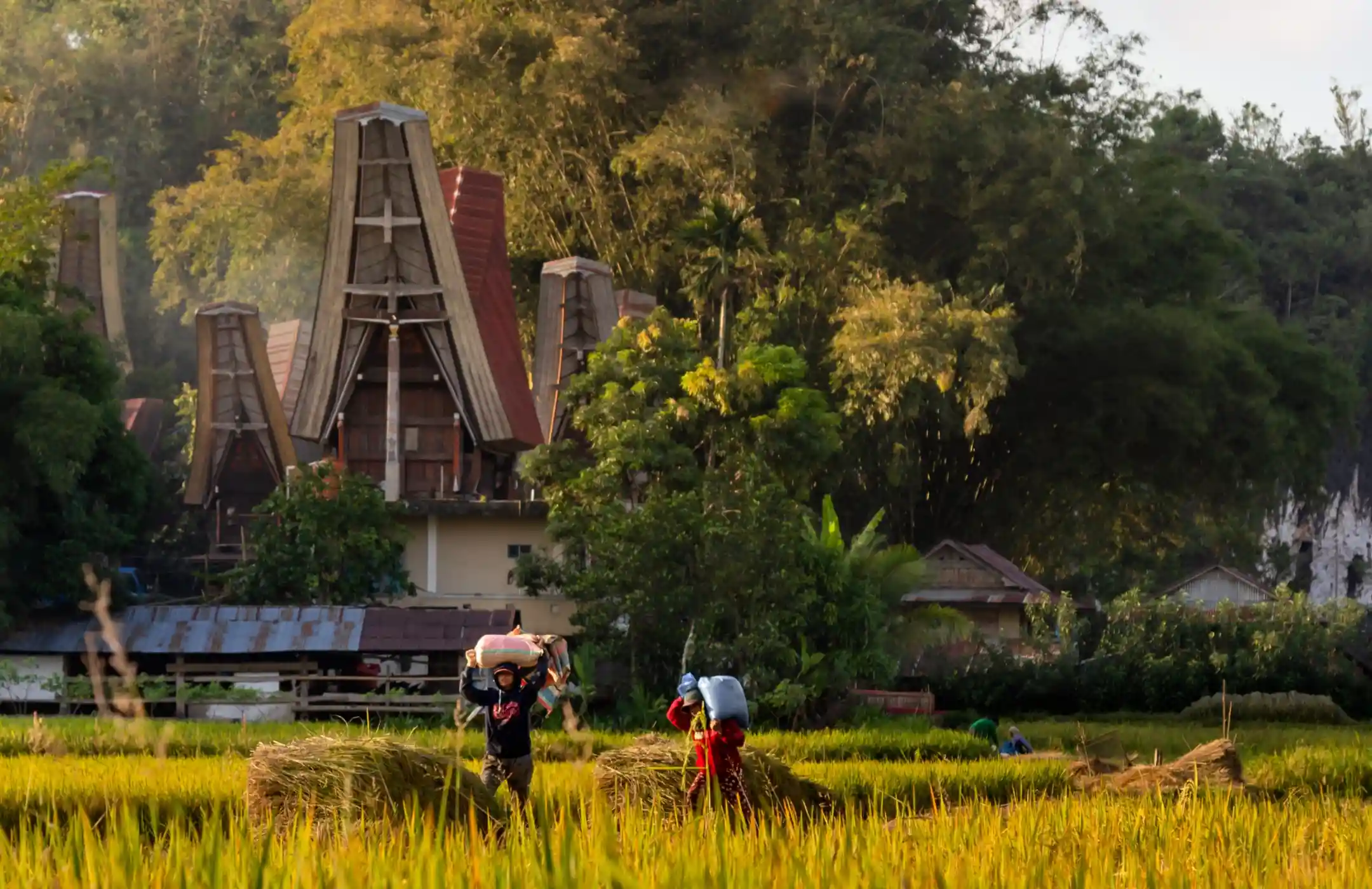 Toraja Coffee & Countryside Journey