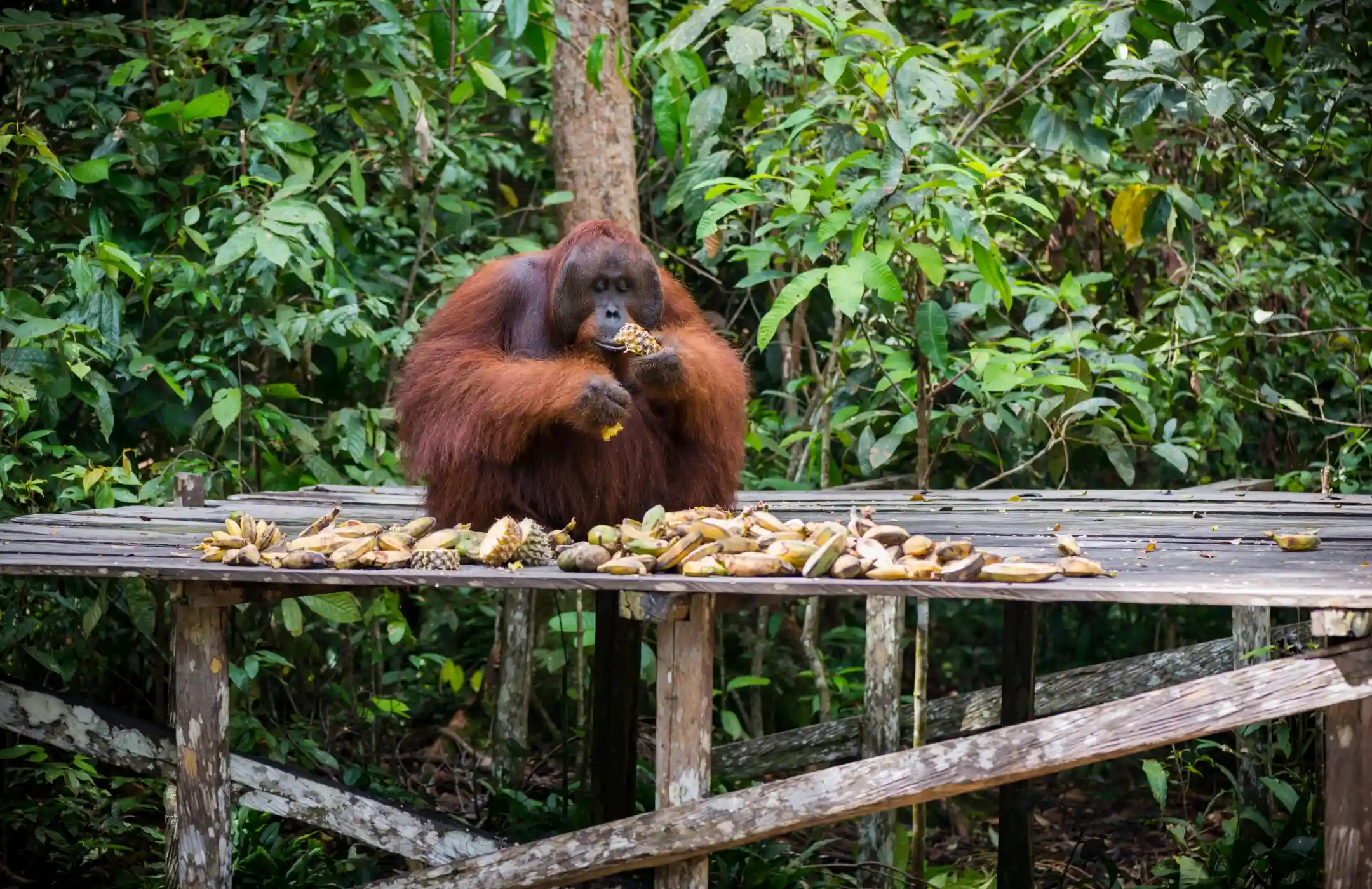 Orangutan Wildlife Encounter