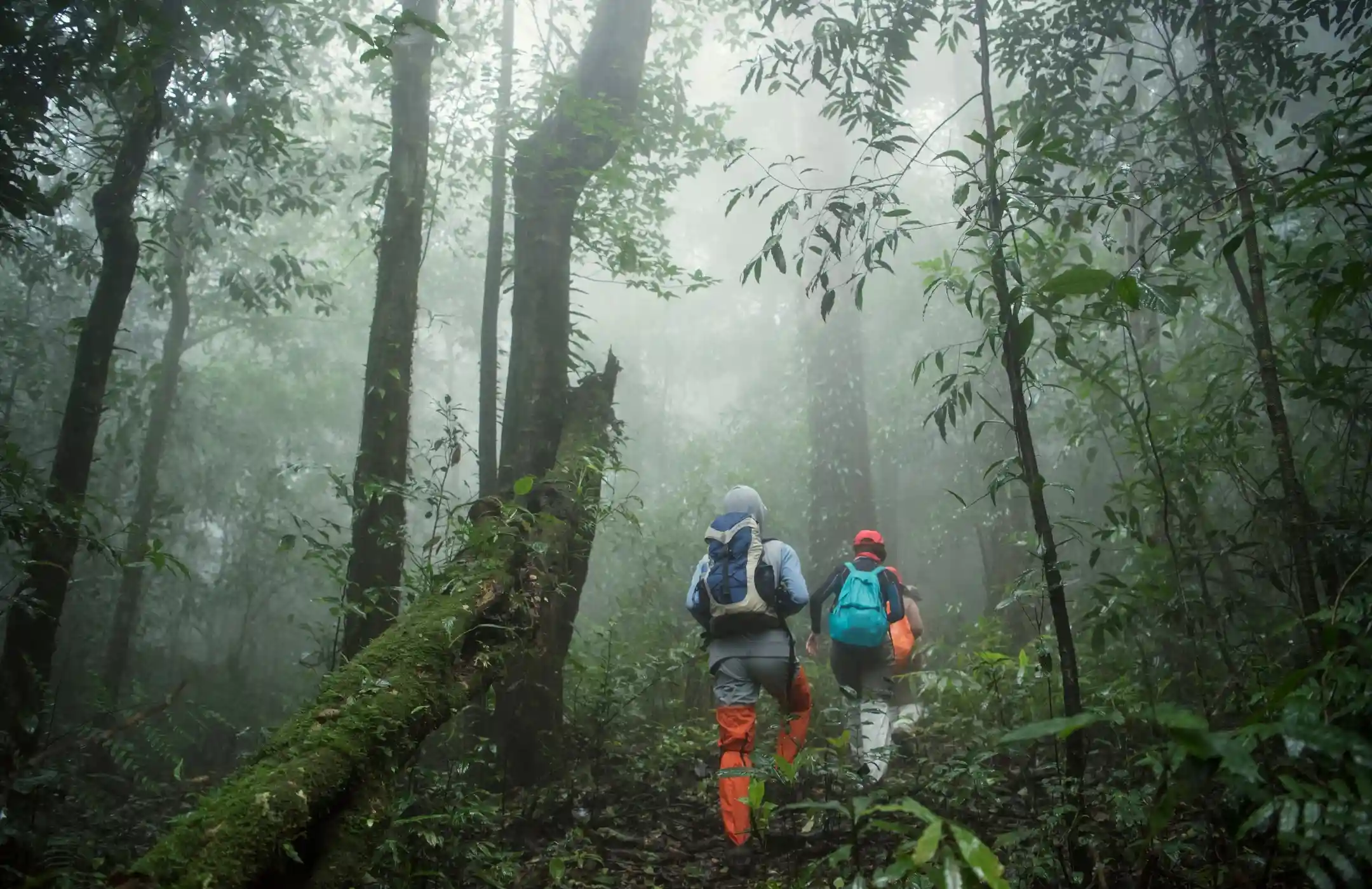 Borneo Jungle Trekking Experience