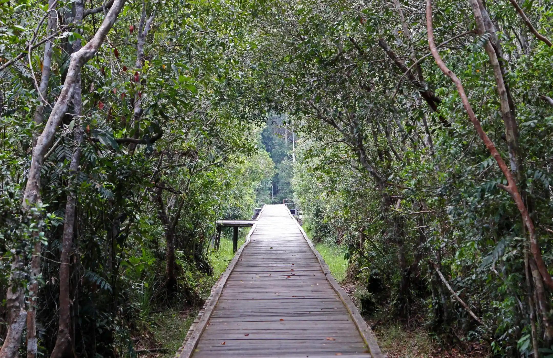 Camp Leakey Orangutan Tour