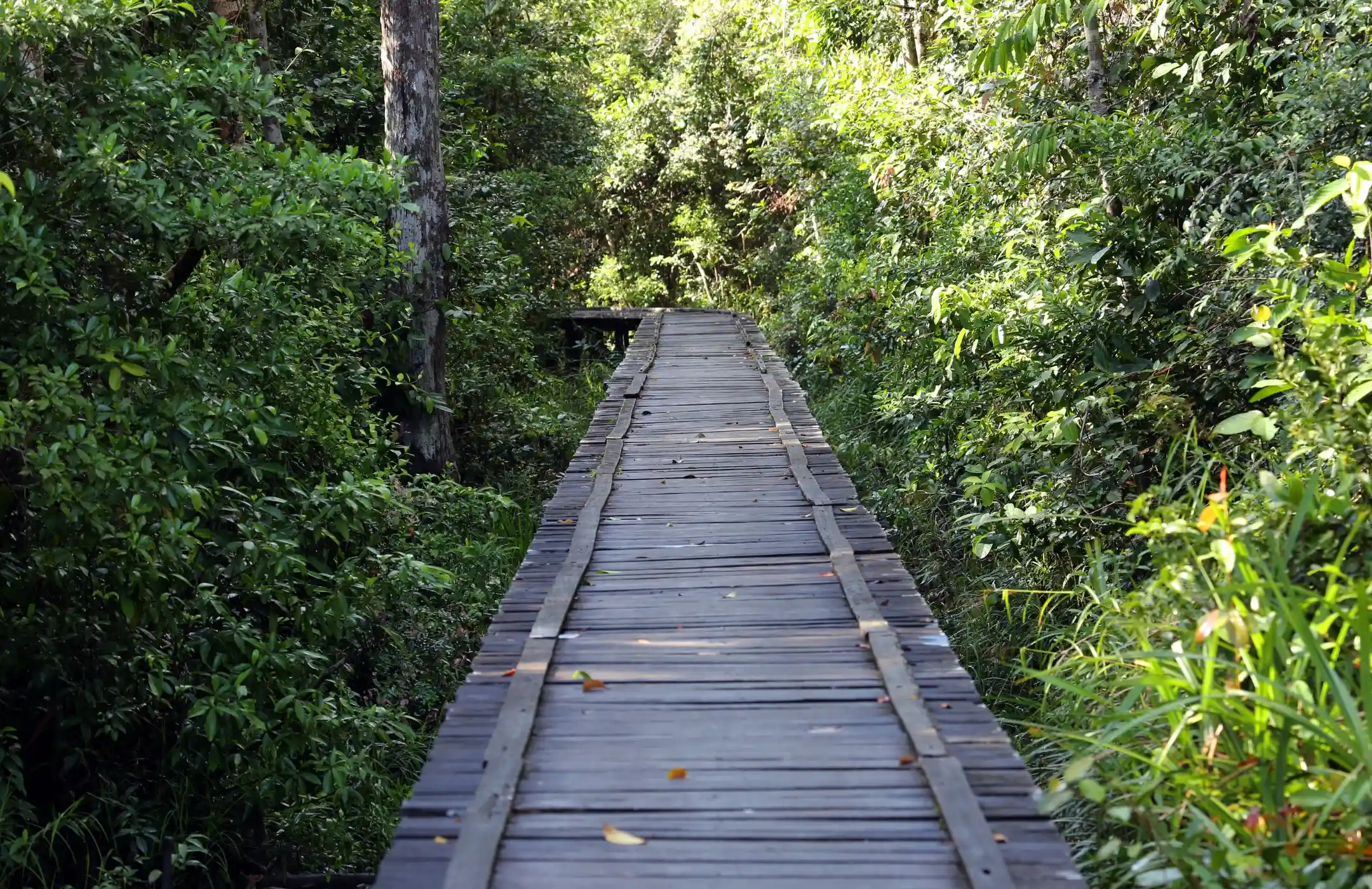 Camp Leakey Orangutan Tour