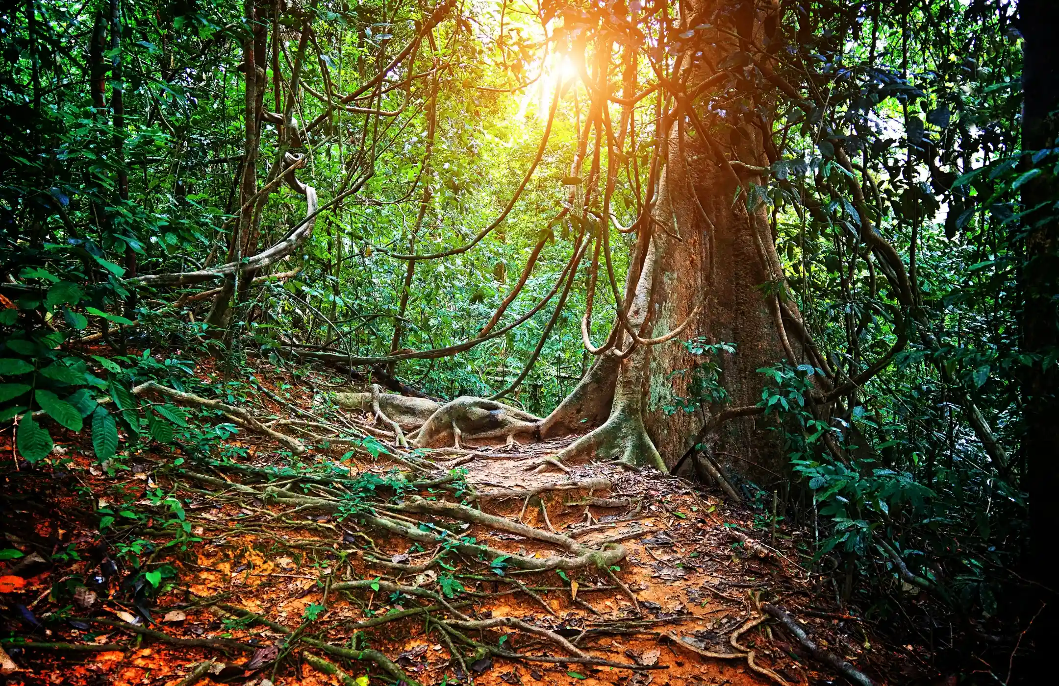 Borneo Rainforest & Wildlife Journey