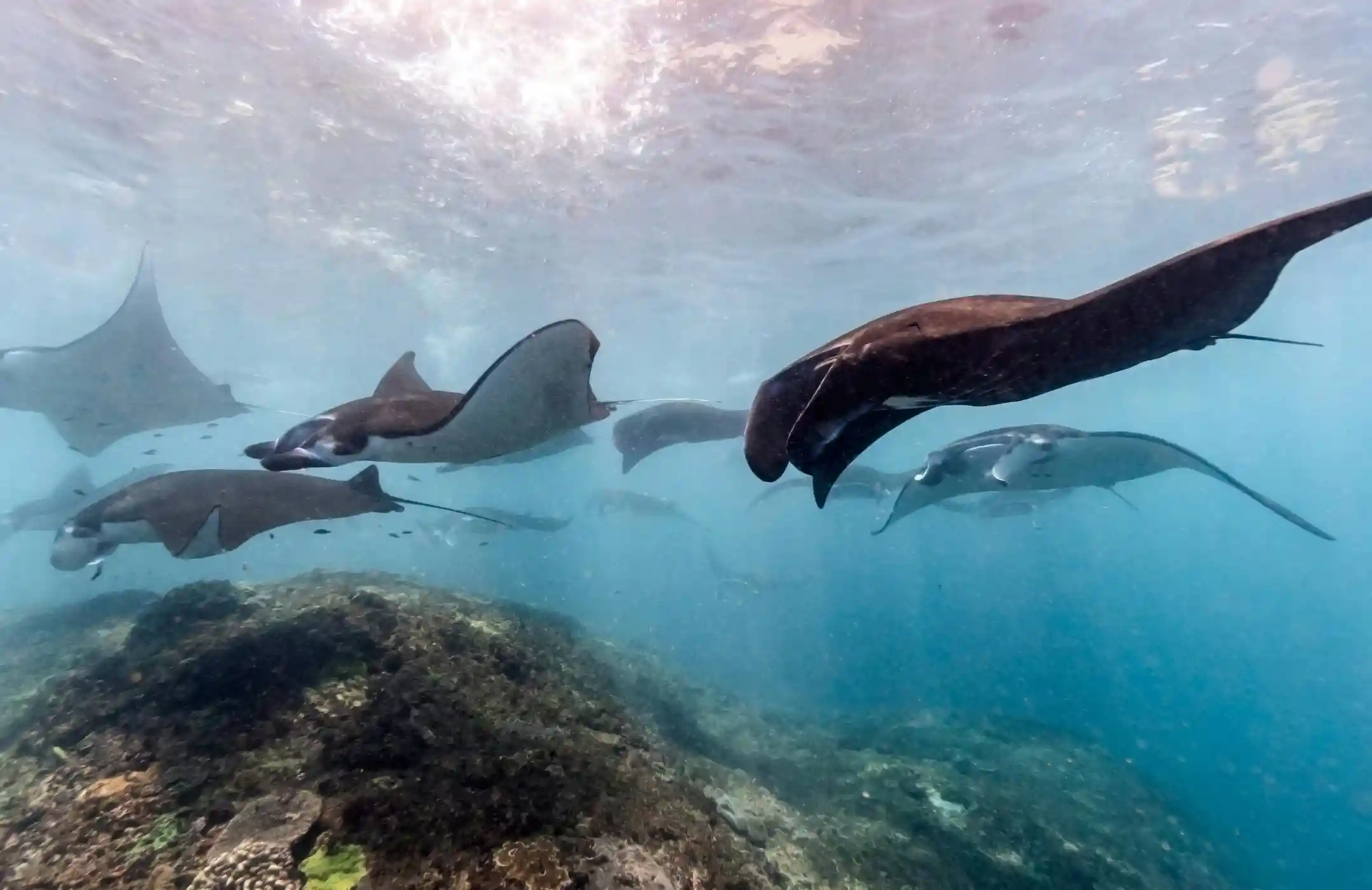 Pink Beach Snorkeling Experience