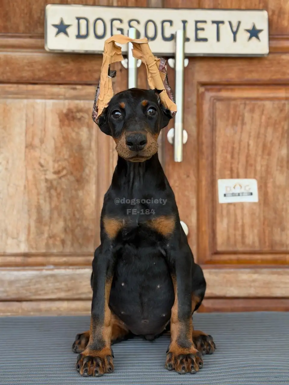 Doberman Pinscher female 184