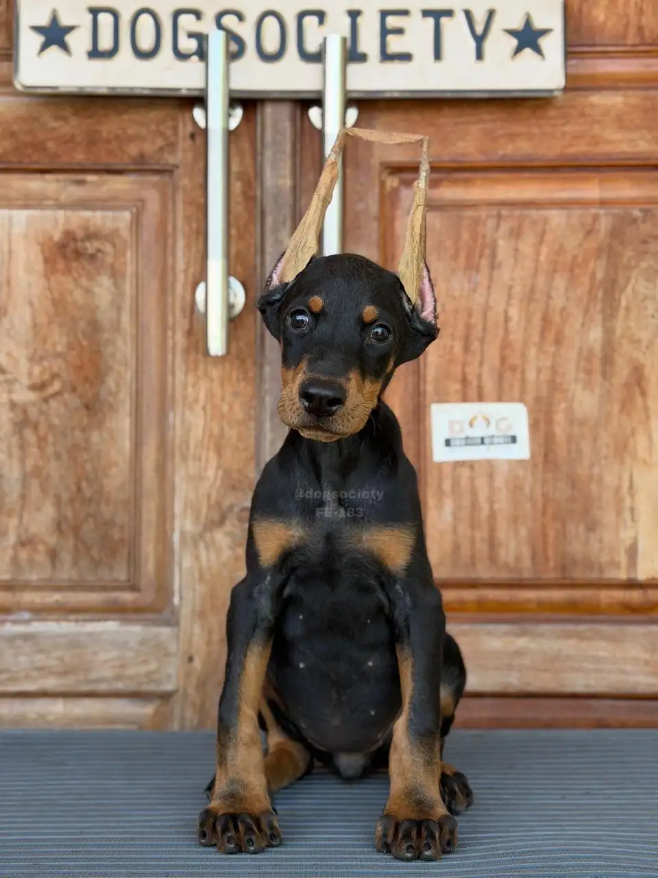 Doberman Pinscher female 183