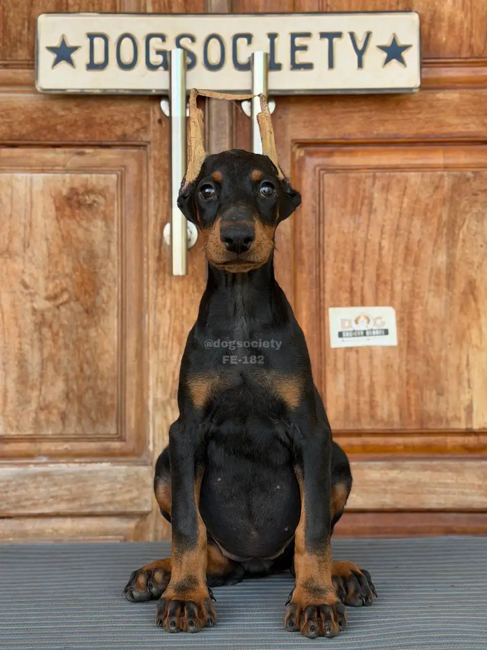Doberman Pinscher female 182