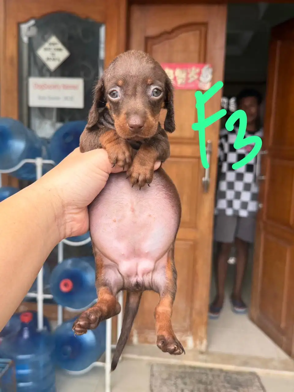 Open Booking Dachshund Smoothcoat female 3