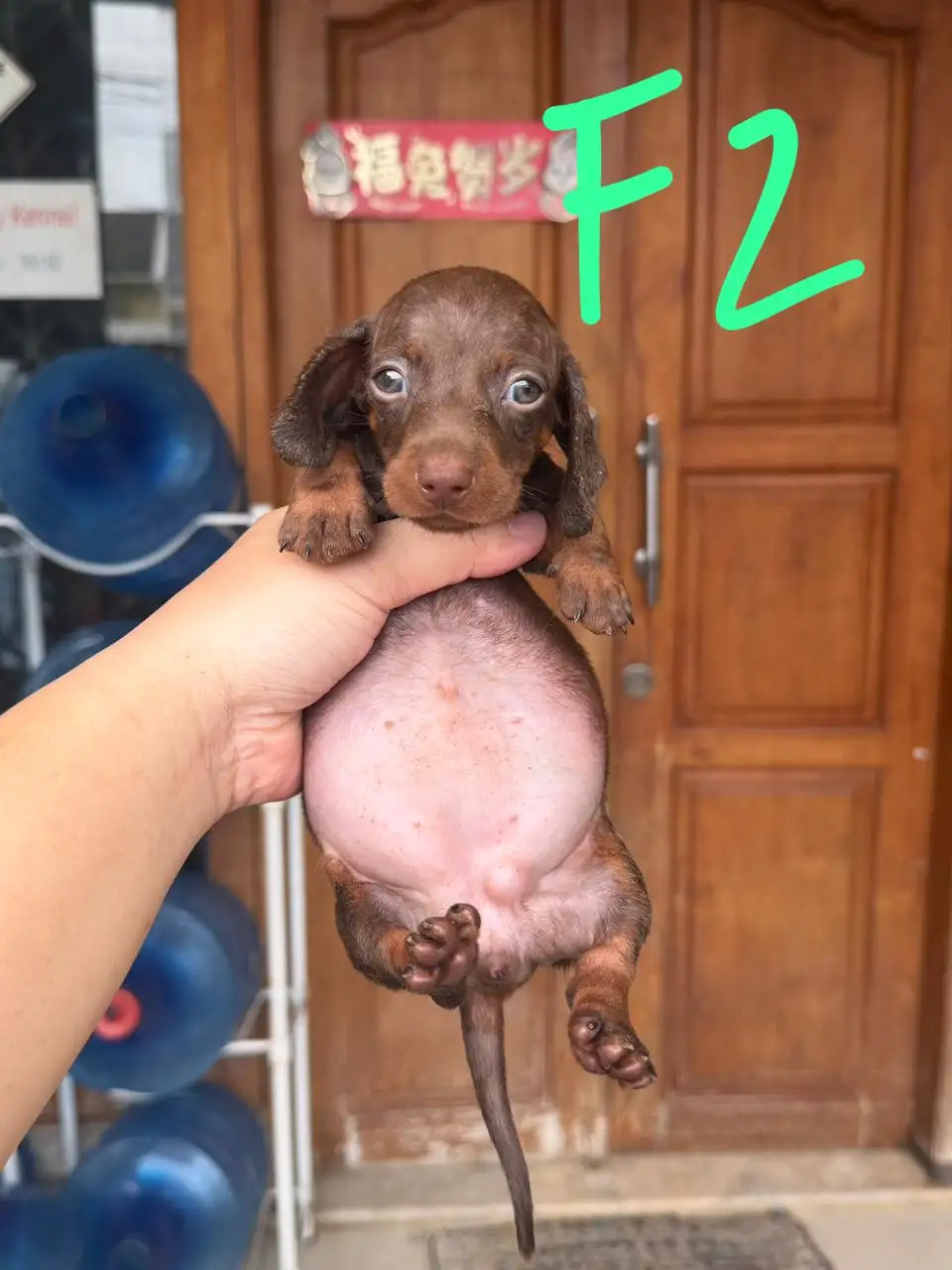Open Booking Dachshund Smoothcoat female 2