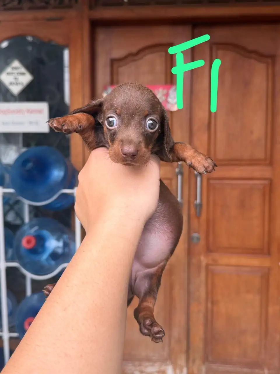 Open Booking Dachshund Smoothcoat female 1