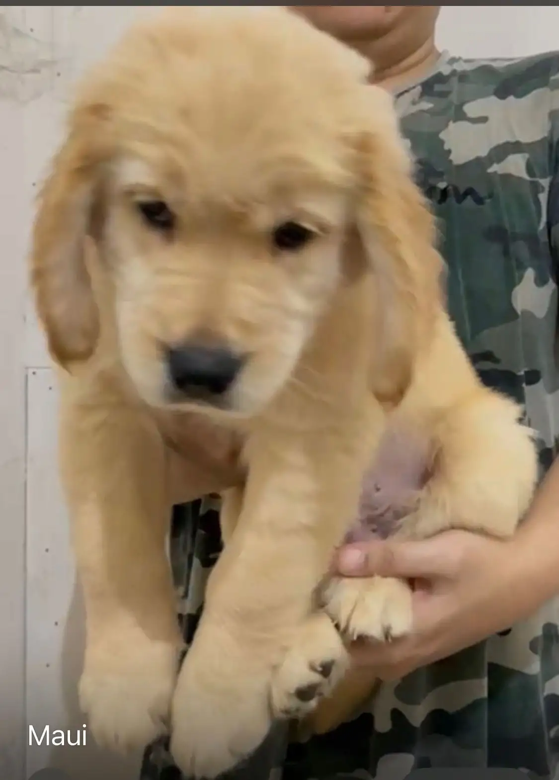 Coming Soon Golden Retriever male Maui