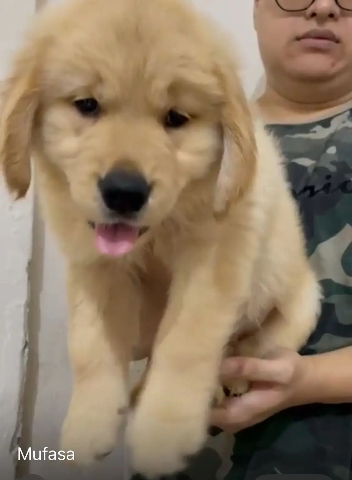 Coming Soon Golden Retriever male Mufasa