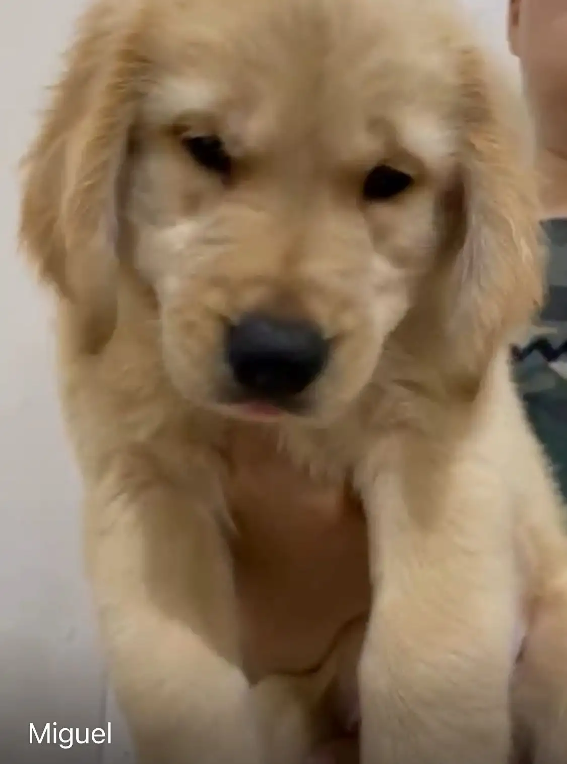 Coming Soon Golden Retriever male Miguel