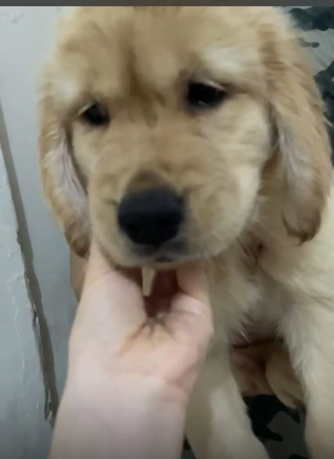 Coming Soon Golden Retriever male Mulan