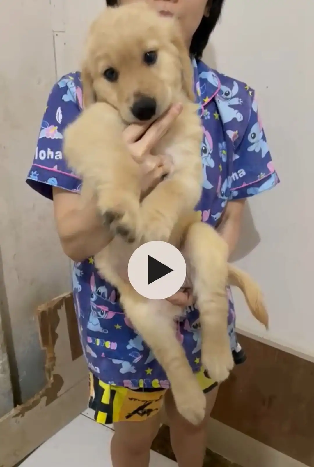 Coming Soon Golden Retriever female