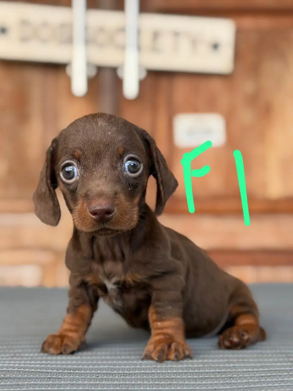Open Booking Dachshund Smoothcoat female 1