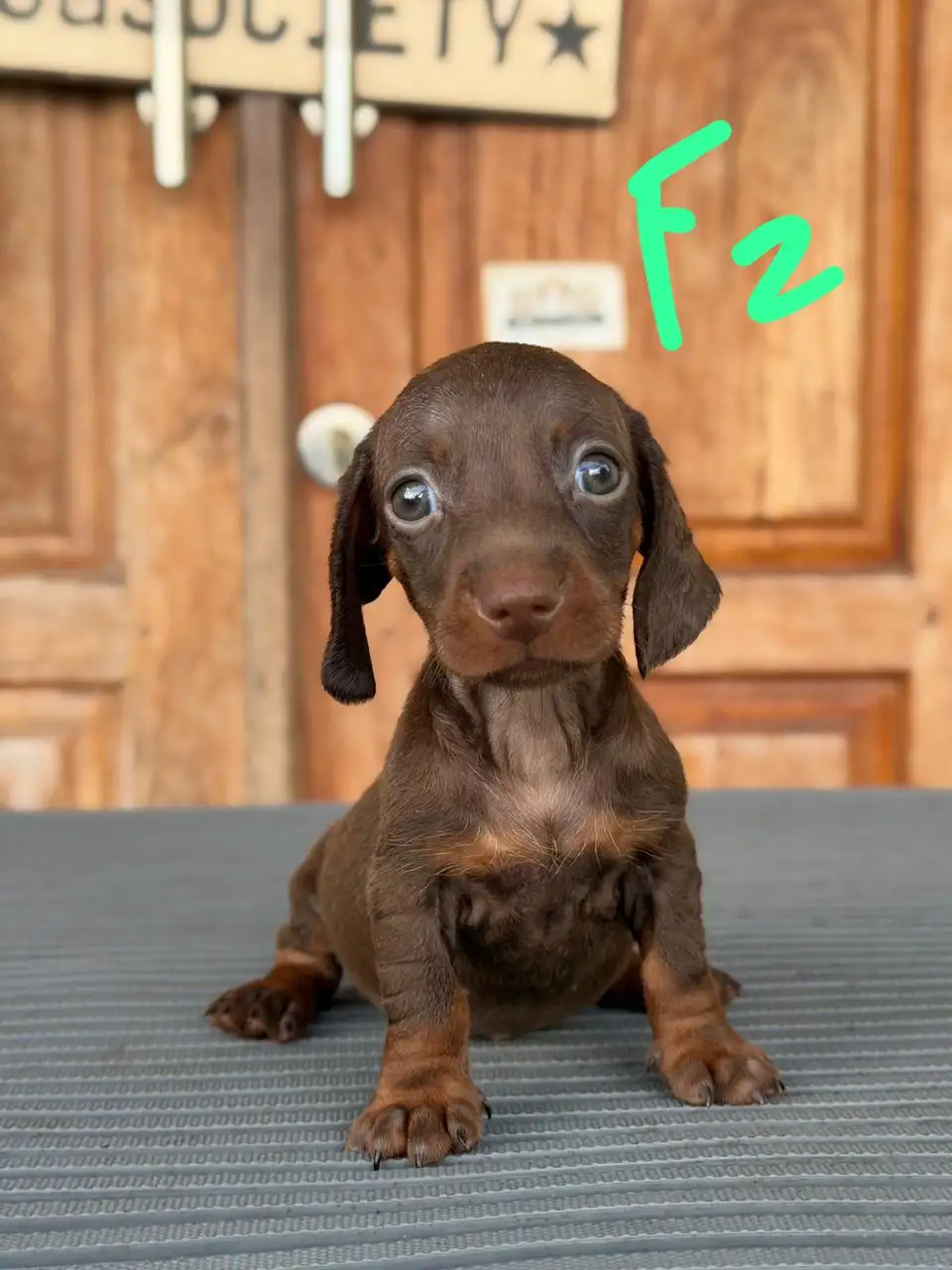 Open Booking Dachshund Smoothcoat female 2