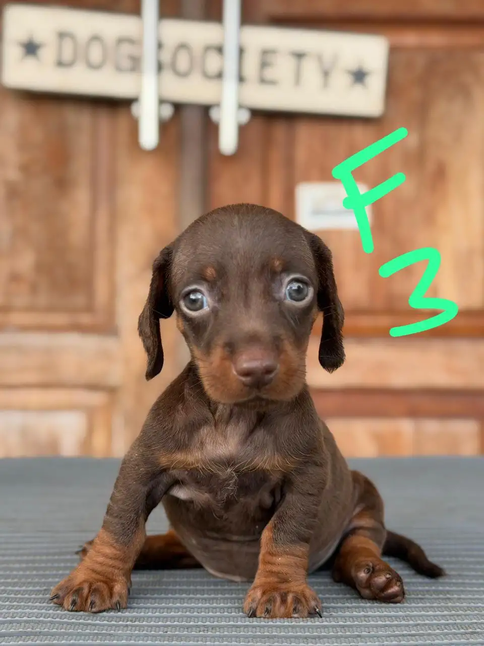 Open Booking Dachshund Smoothcoat female 3