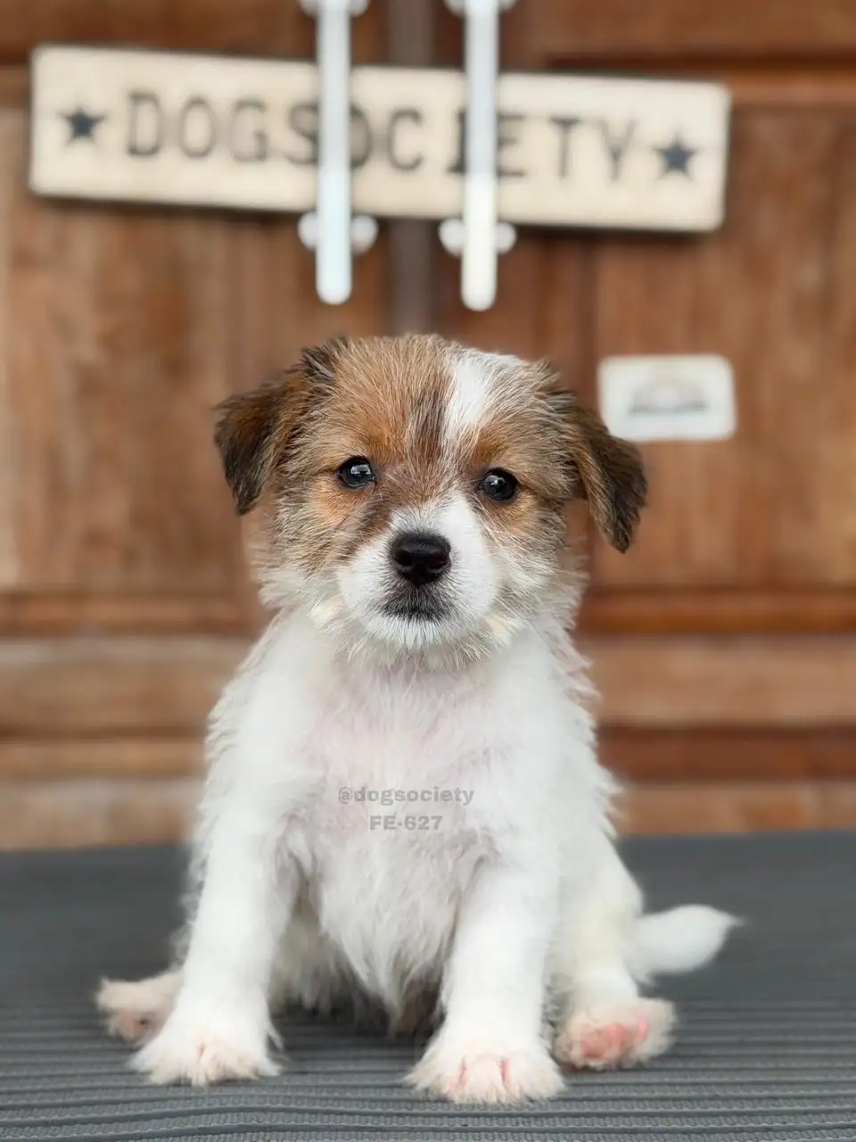 Jack Russell Terrier (Rough Coat) female 627