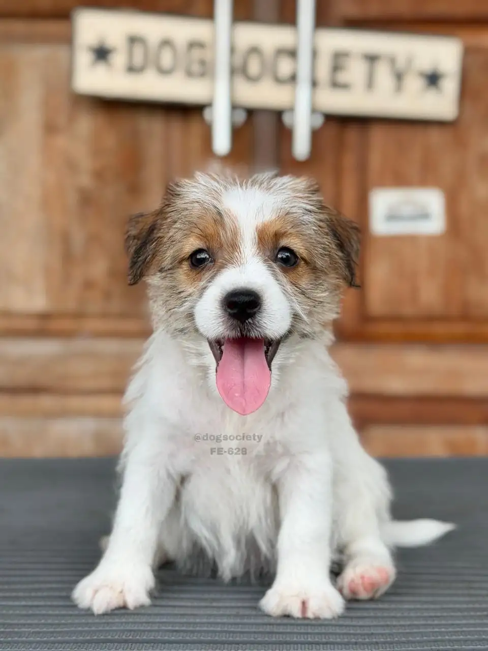 Jack Russell Terrier (Rough Coat) female 628
