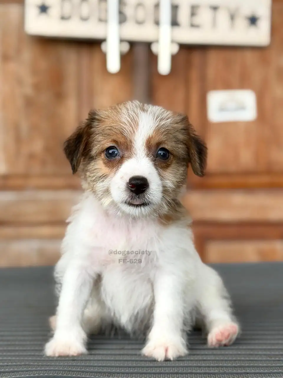 Jack Russell Terrier (Rough Coat) female 629