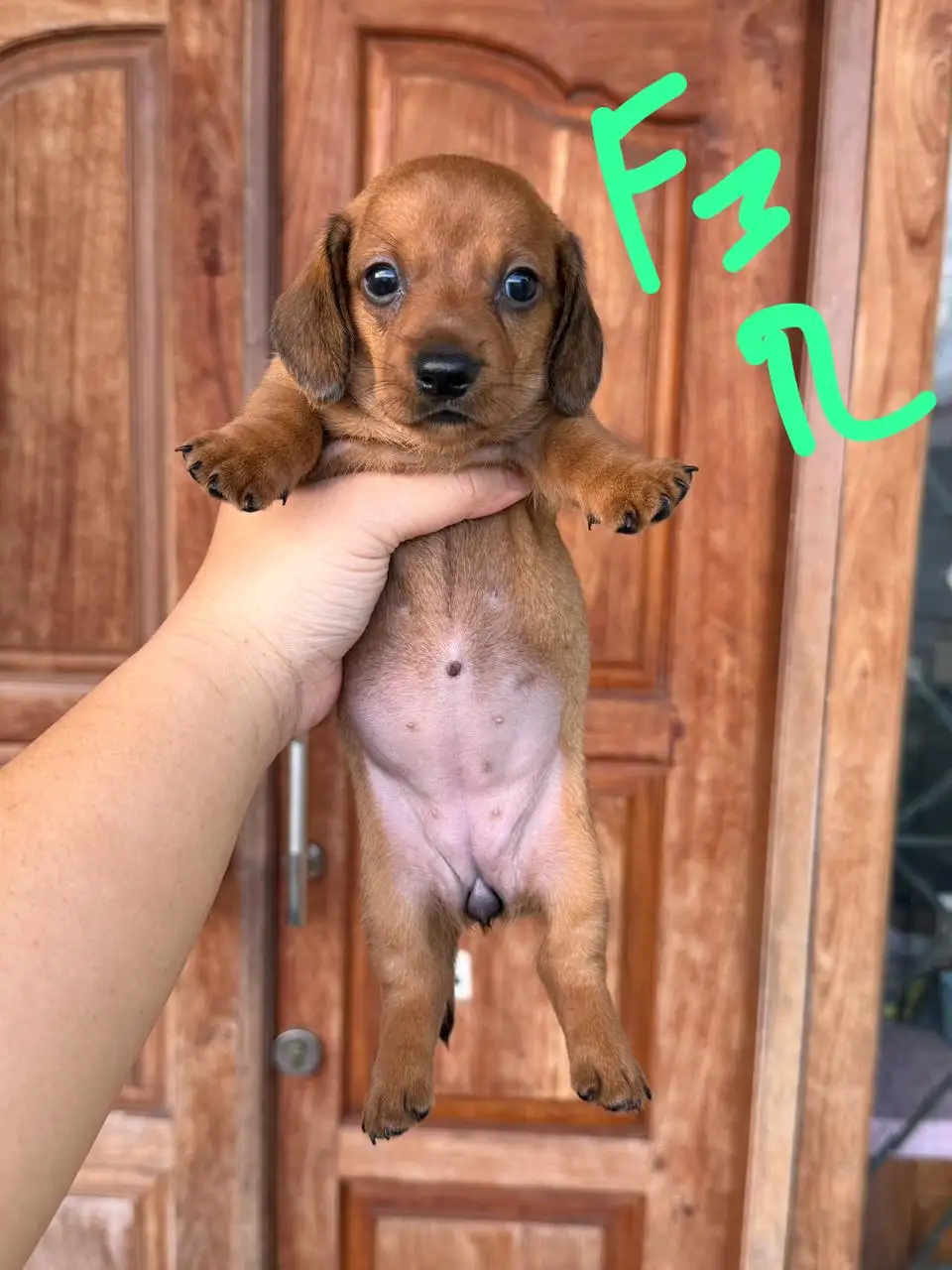 Open Booking Dachshund Smoothcoat female 003r