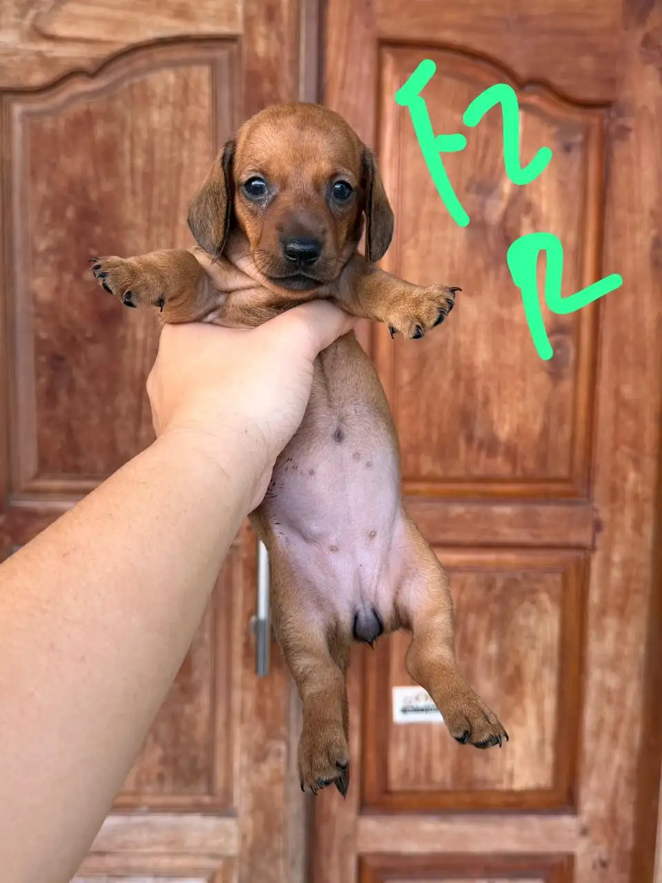 Open Booking Dachshund Smoothcoat female 002r