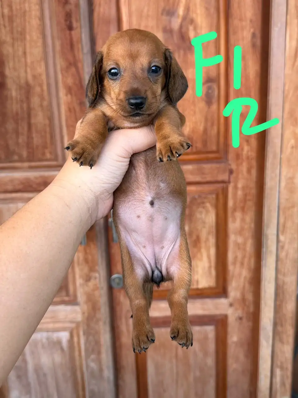 Open Booking Dachshund Smoothcoat female 001r