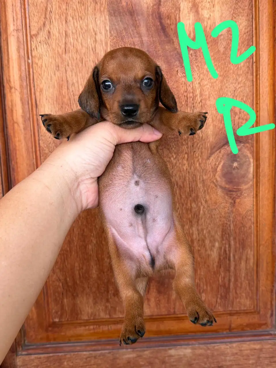 Open Booking Dachshund Smoothcoat male 002r