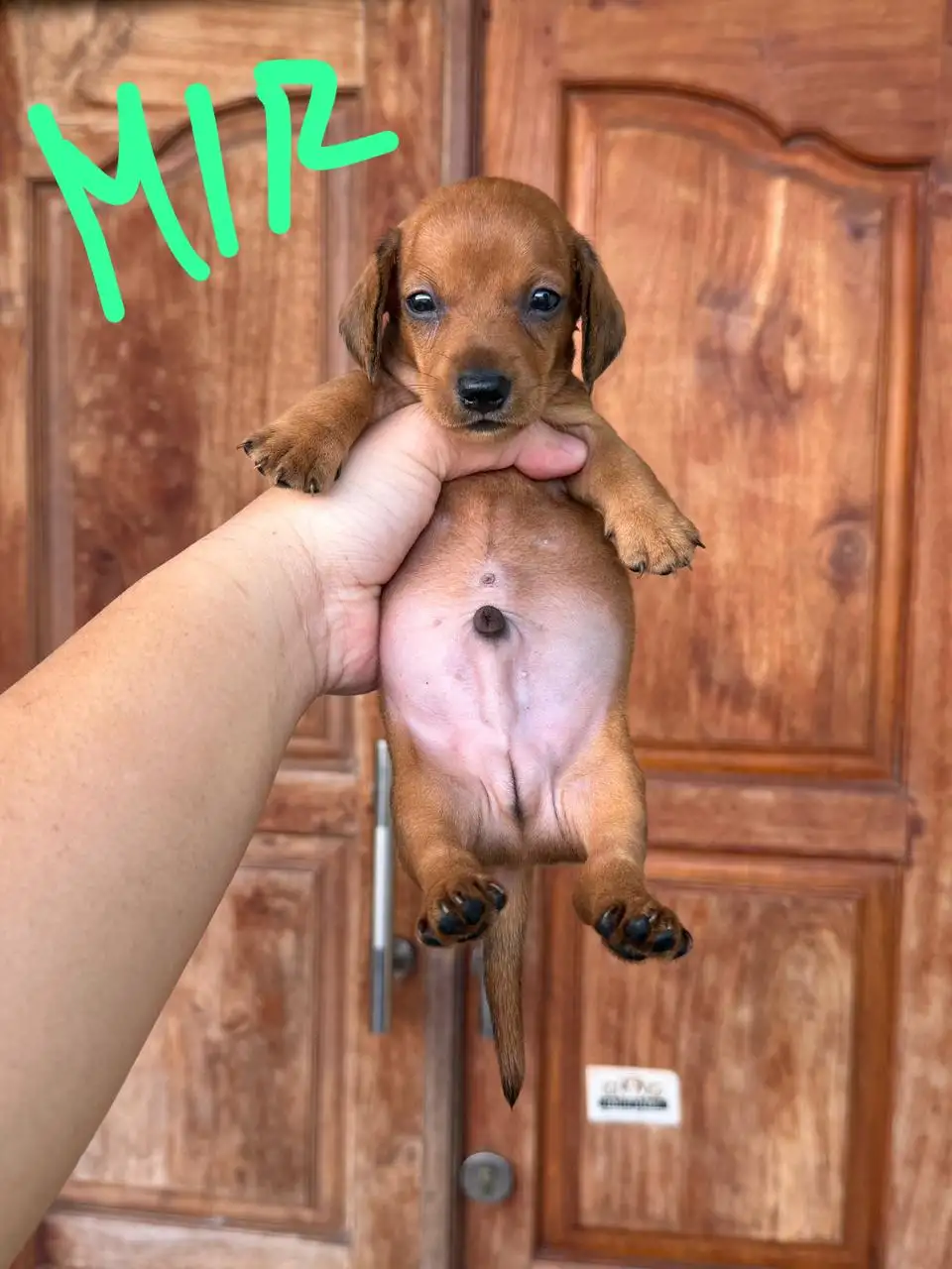 Open Booking Dachshund Smoothcoat male 001r