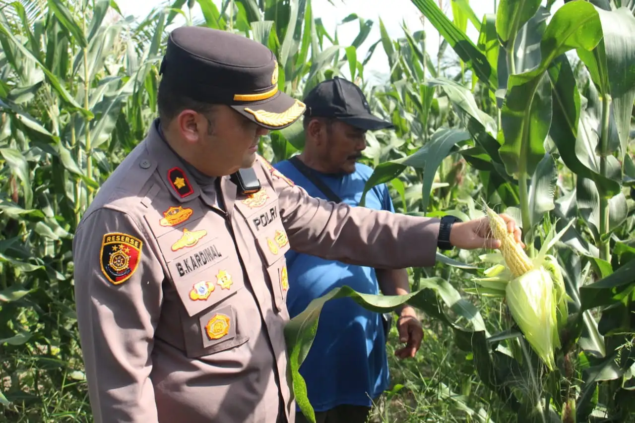 Polsek Bangko Dukung Swasembada Pangan Nasional, Polisi Turun Langsung Dampingi Petani Jagung di Pekaitan