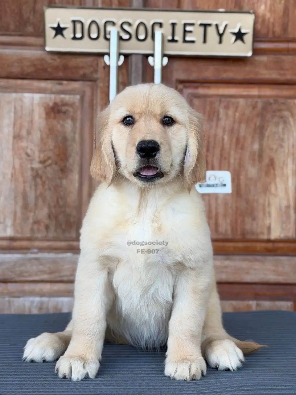 Golden Retriever female 907