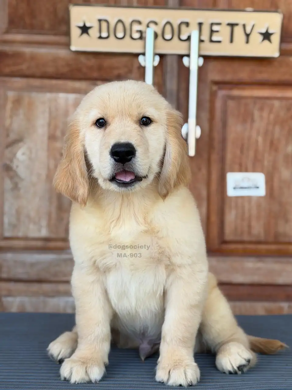 Golden Retriever male 903