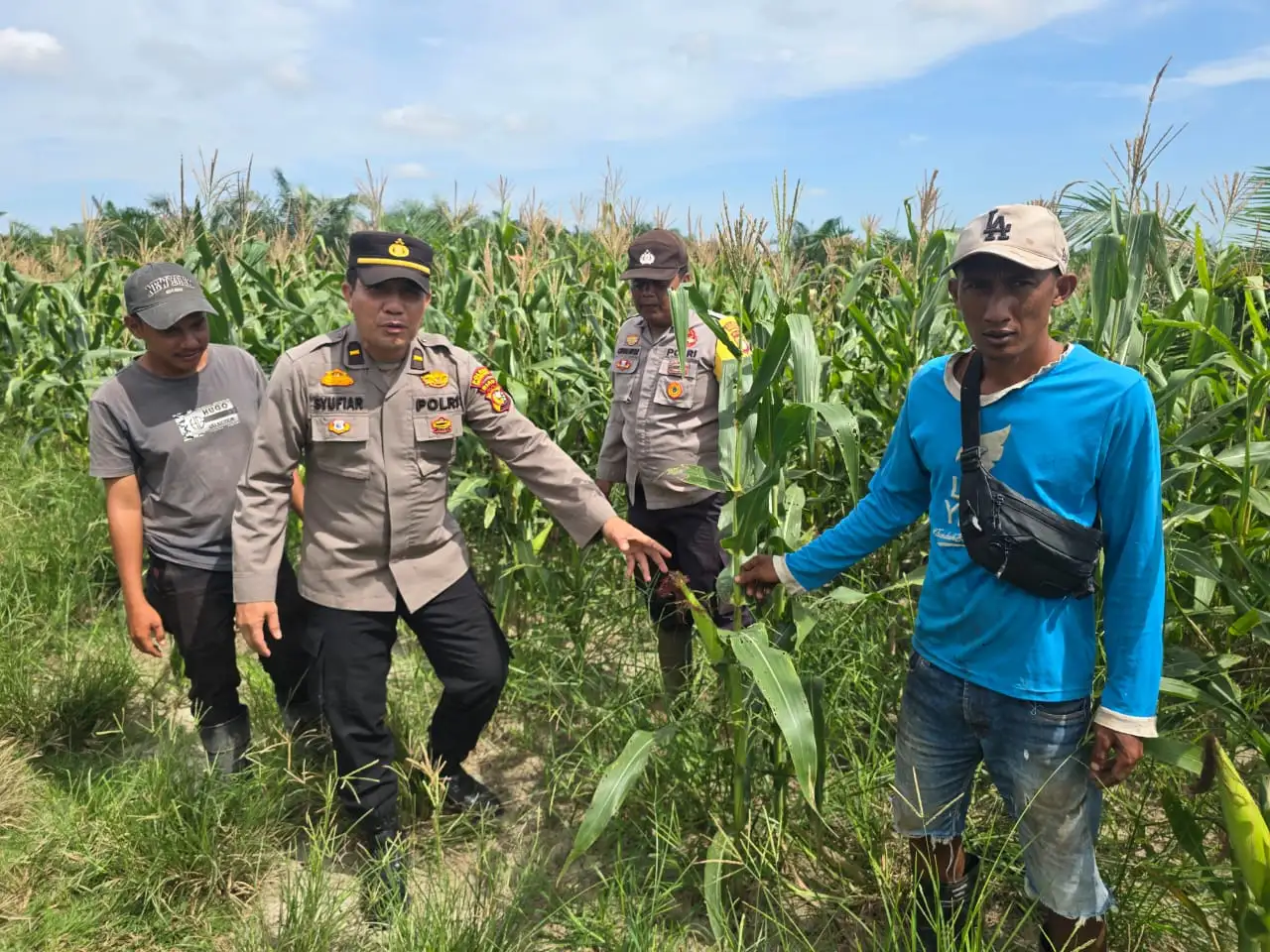 Dukung Swasembada Pangan, Kapolsek Bangko Pantau Perkembangan Jagung di Pekaitan