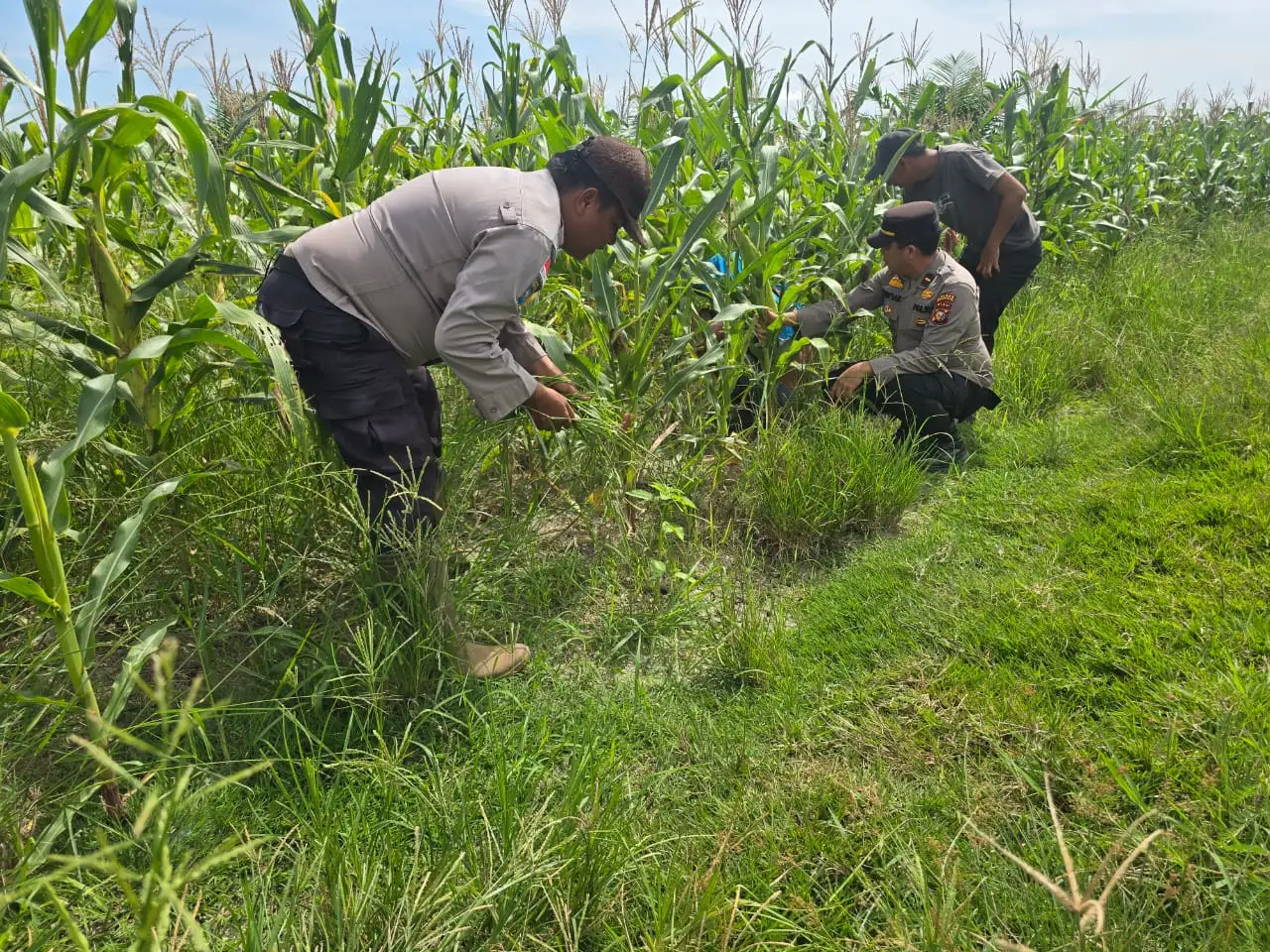 Polisi Cinta Petani, Bhabinkamtibmas Polsek Bangko Aktif Dampingi Kelompok Tani di Pekaitan