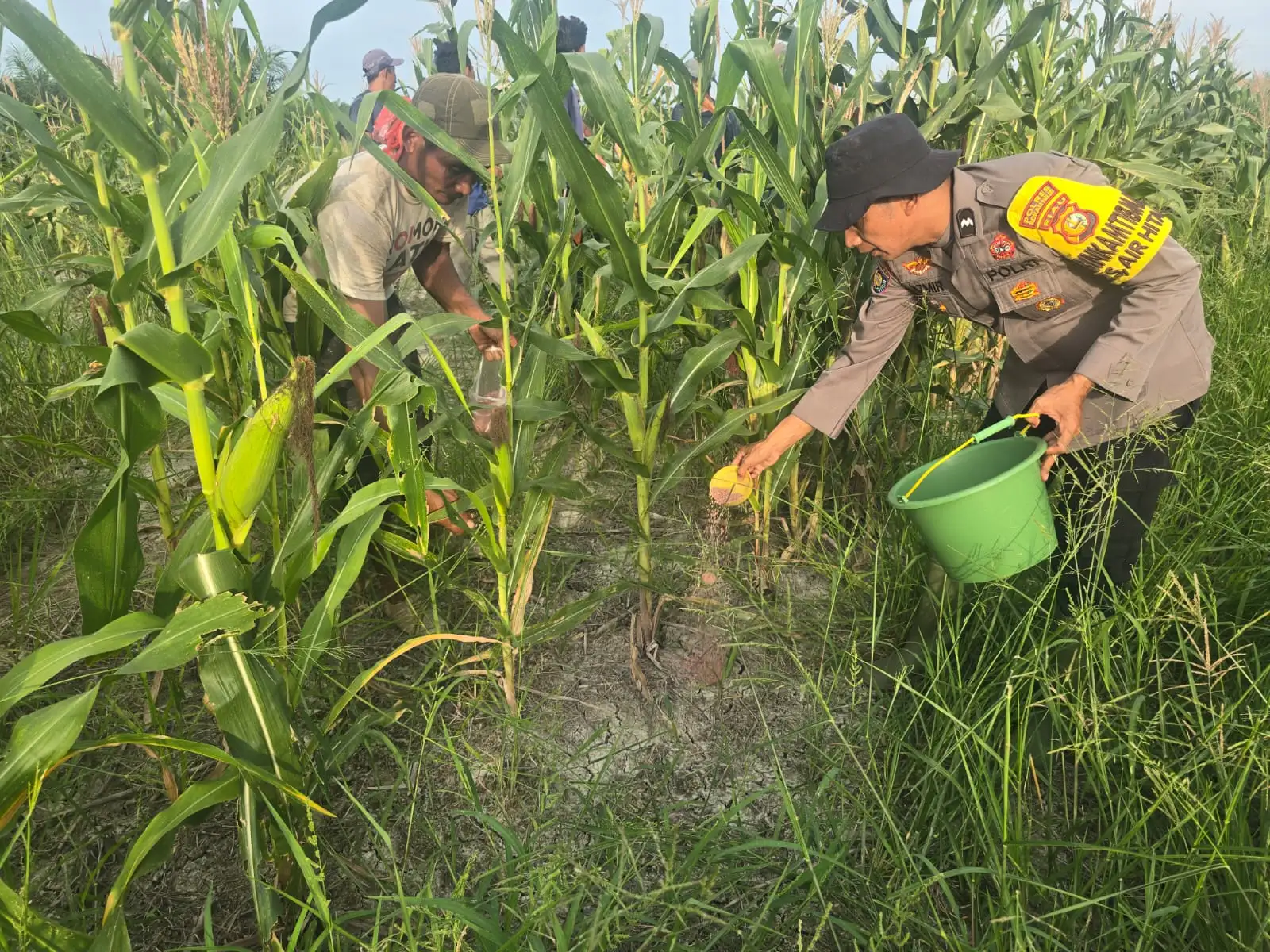 Dukung Swasembada Pangan, Polsek Bangko Soroti Ketersediaan Pupuk untuk Jagung