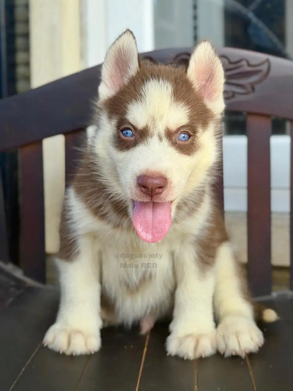 Siberian Husky male red