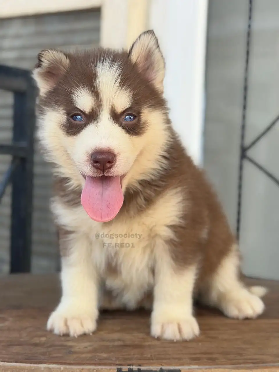 Siberian Husky female red 1