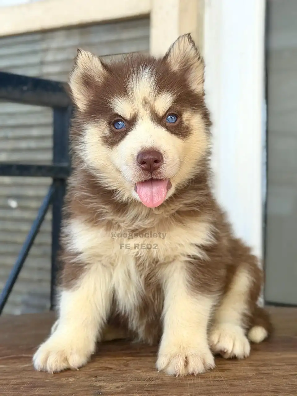 Siberian Husky female red 2
