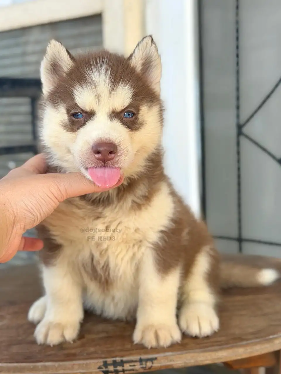 Siberian Husky female red 3
